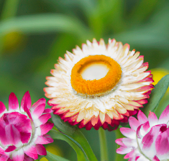 Strawflower